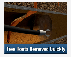 Tree Root Intrusions Rhodes